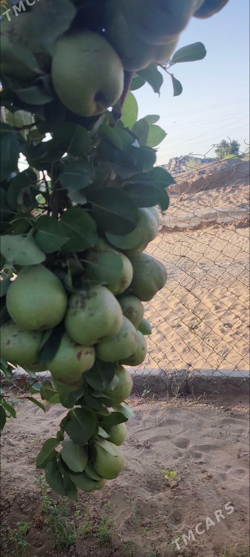 Änew plan - Änew - img 7