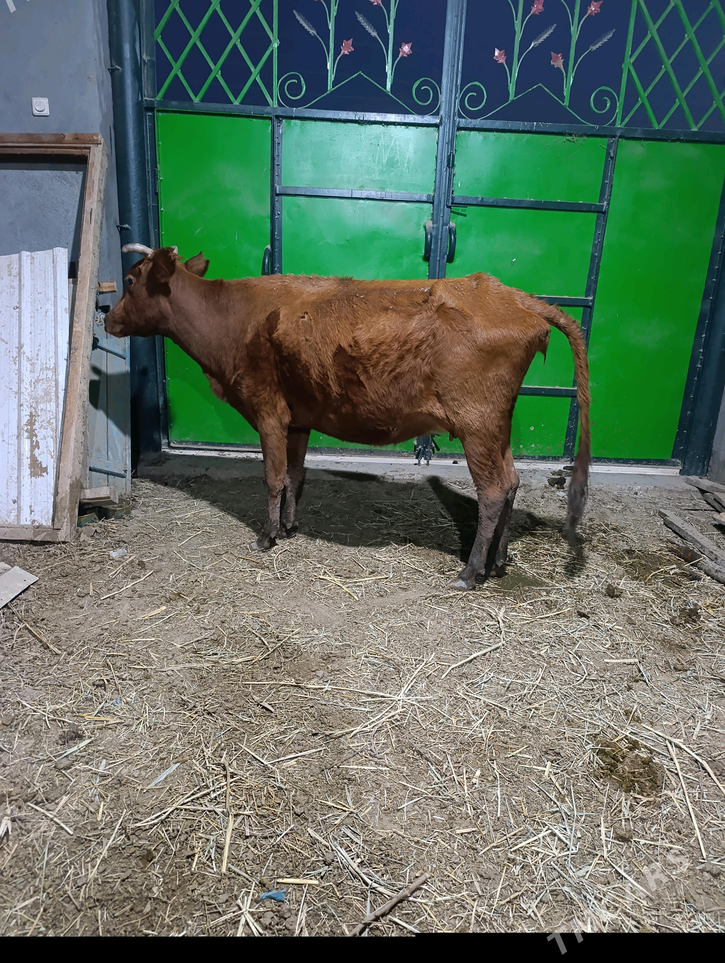 BOGAZ  SYGYR - Mary - img 1