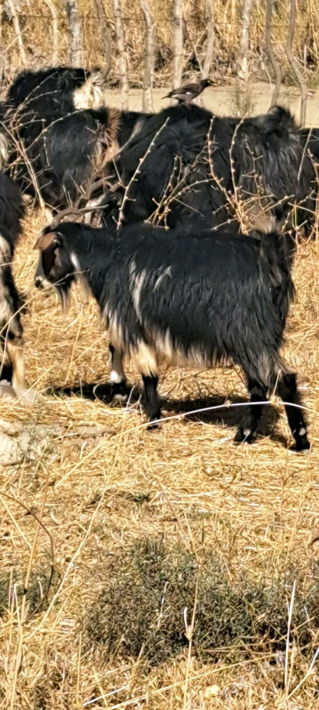 gysyr geci - Magtymguly - img 2