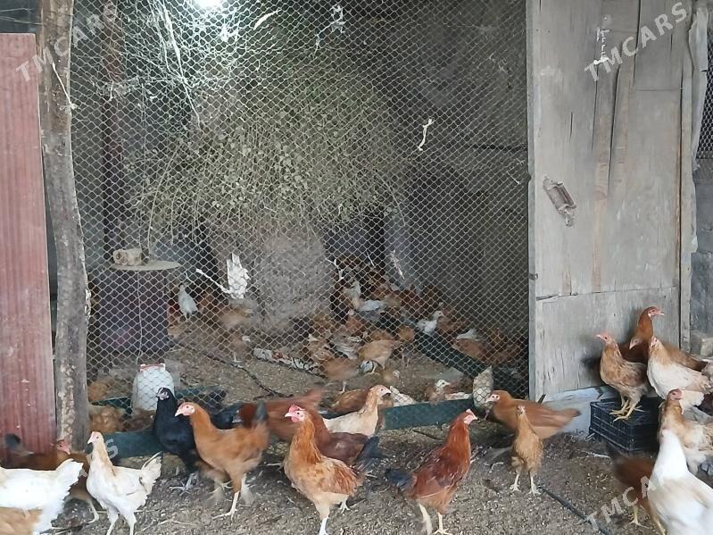 towuk - Gökje - img 3