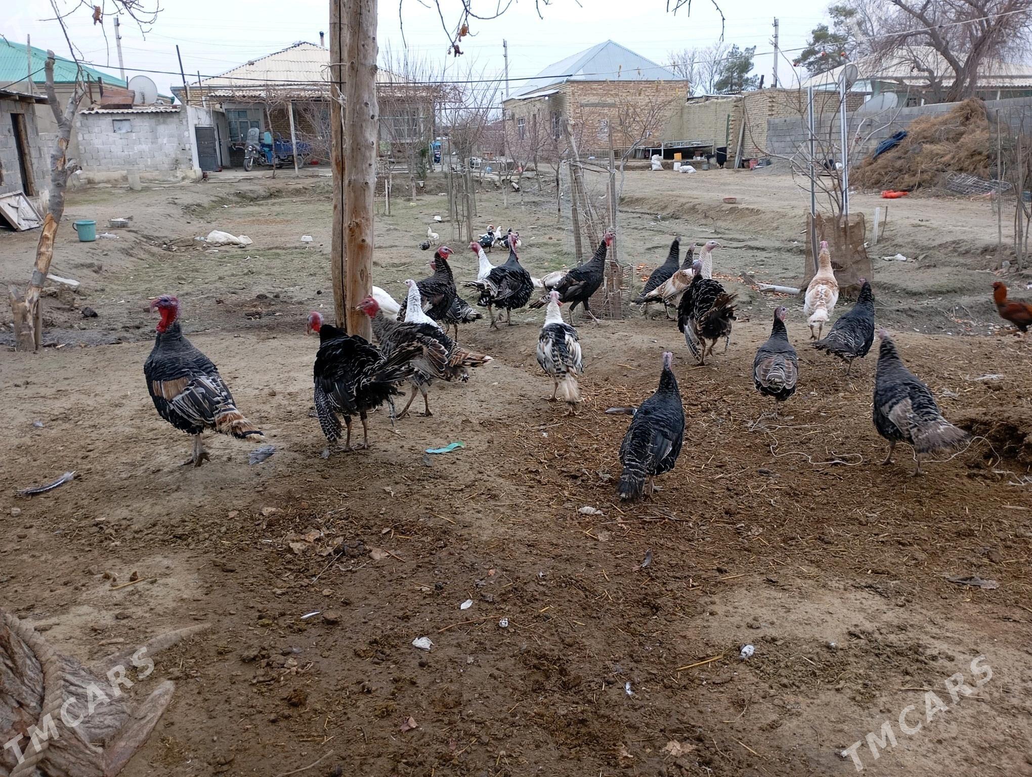 induk - Bäherden - img 2