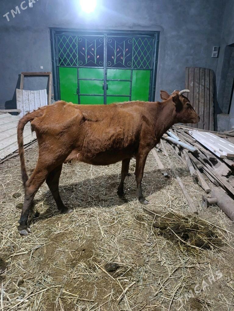 BOGAZ  SYGYR - Mary - img 2