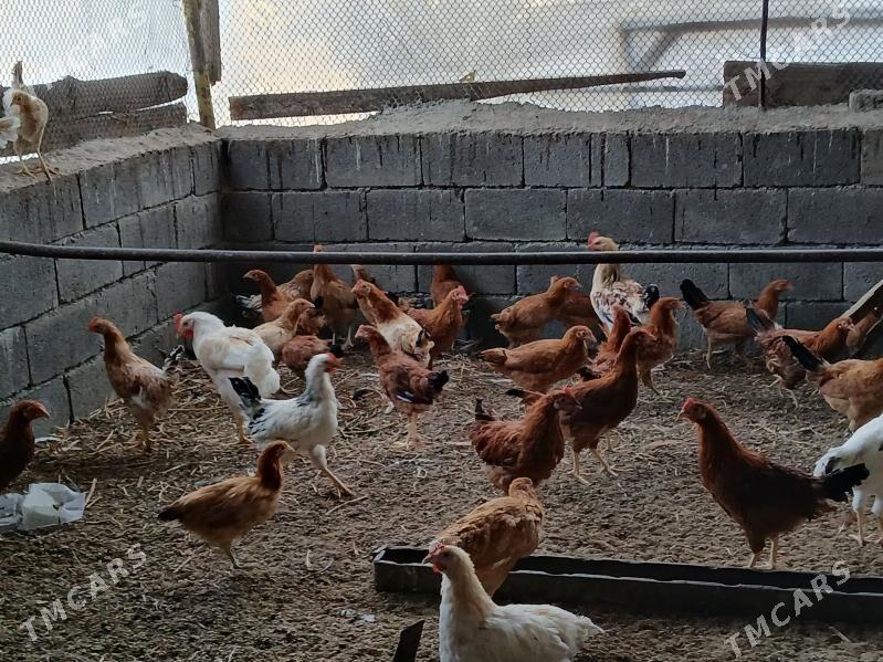 towuk - Gökje - img 1