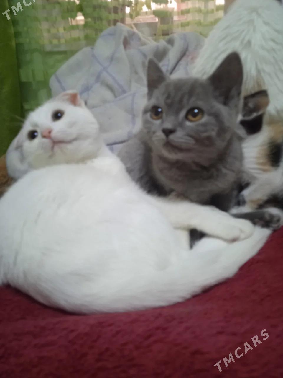 котенок - Türkmenabat - img 3