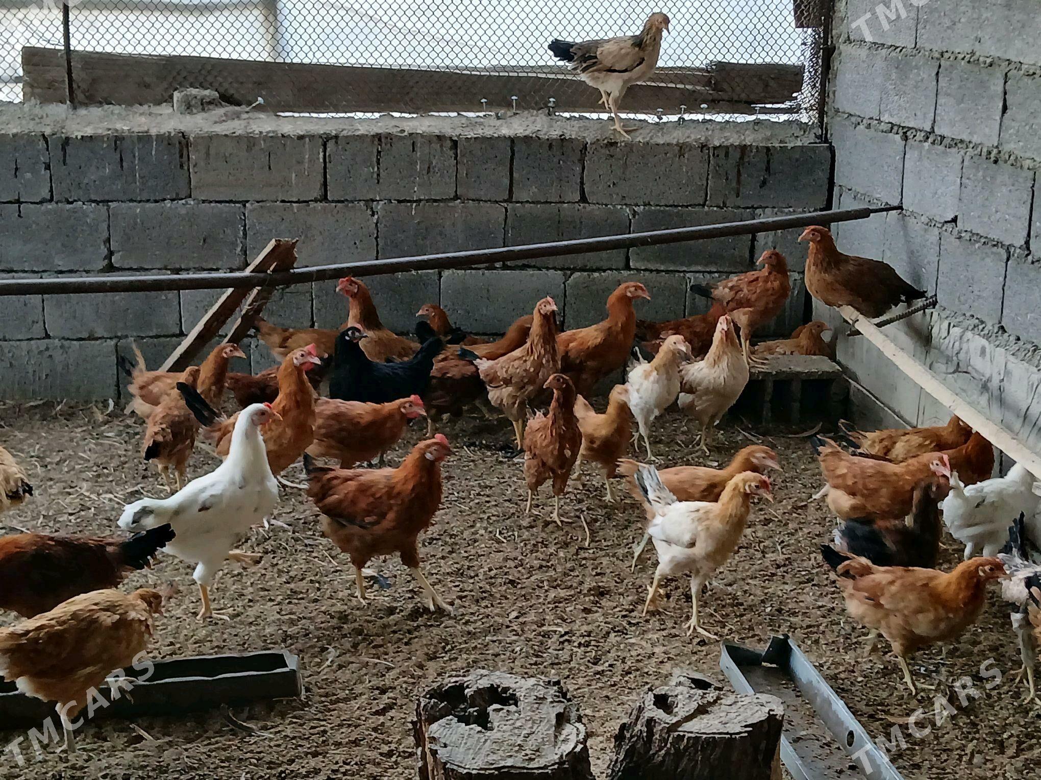 towuk - Gökje - img 2