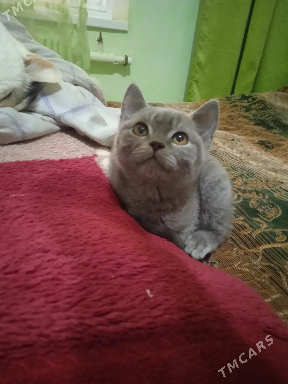 котенок - Türkmenabat - img 1