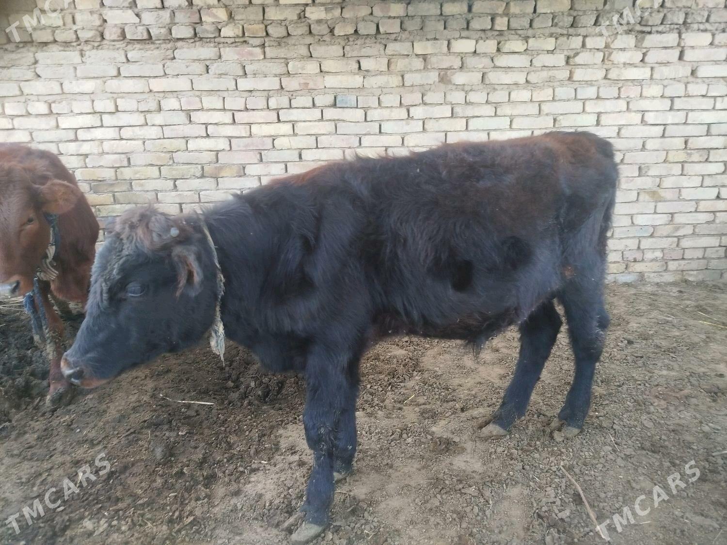 yaşajyk okuzce - Mary - img 1