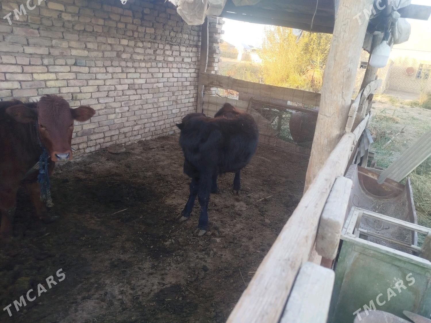 yaşajyk okuzce - Mary - img 2