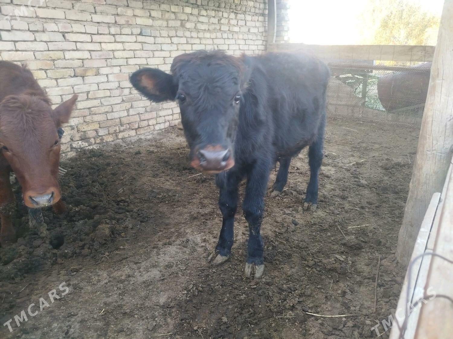 yaşajyk okuzce - Mary - img 3