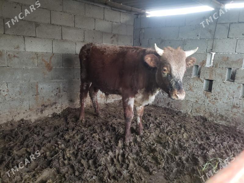 öküz - Aşgabat - img 2