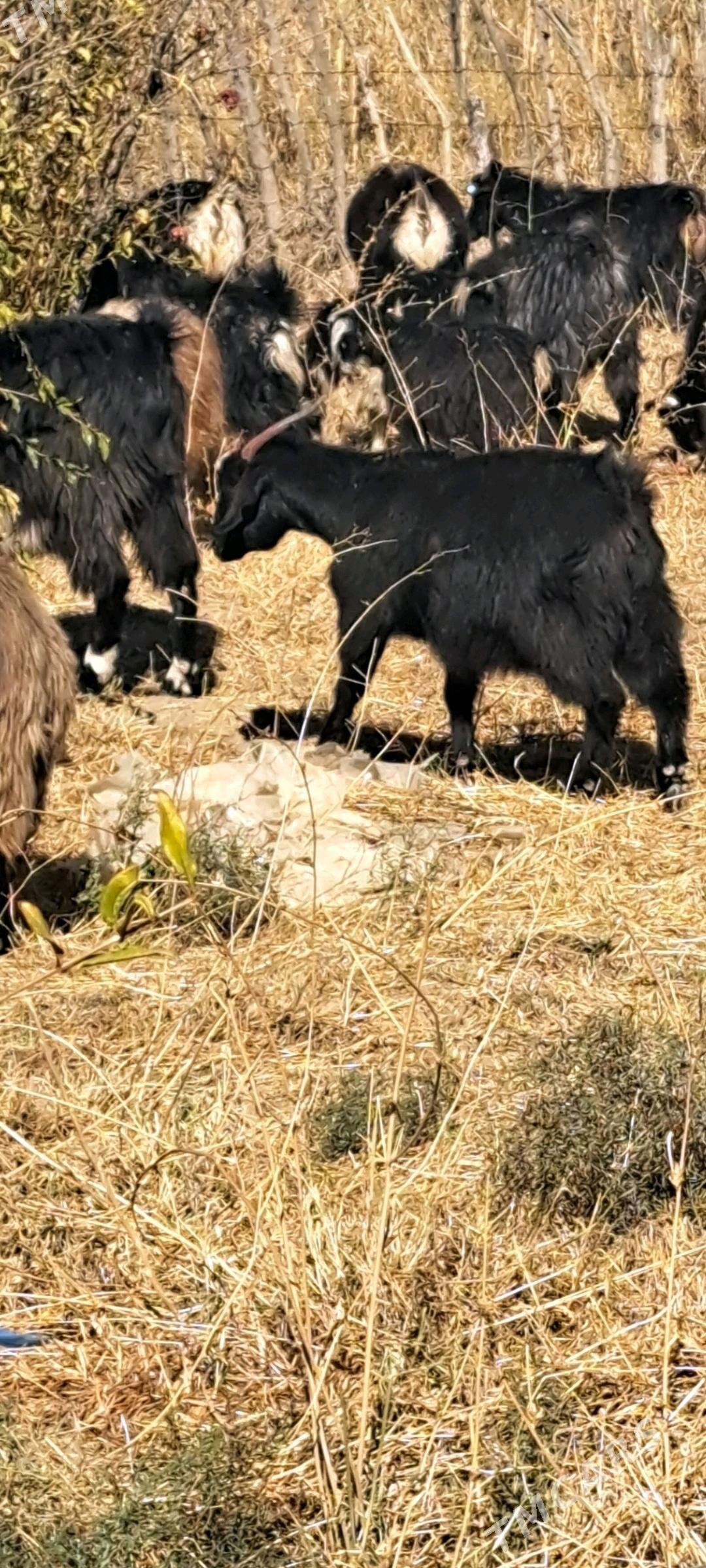 gysyr geci - Magtymguly - img 1