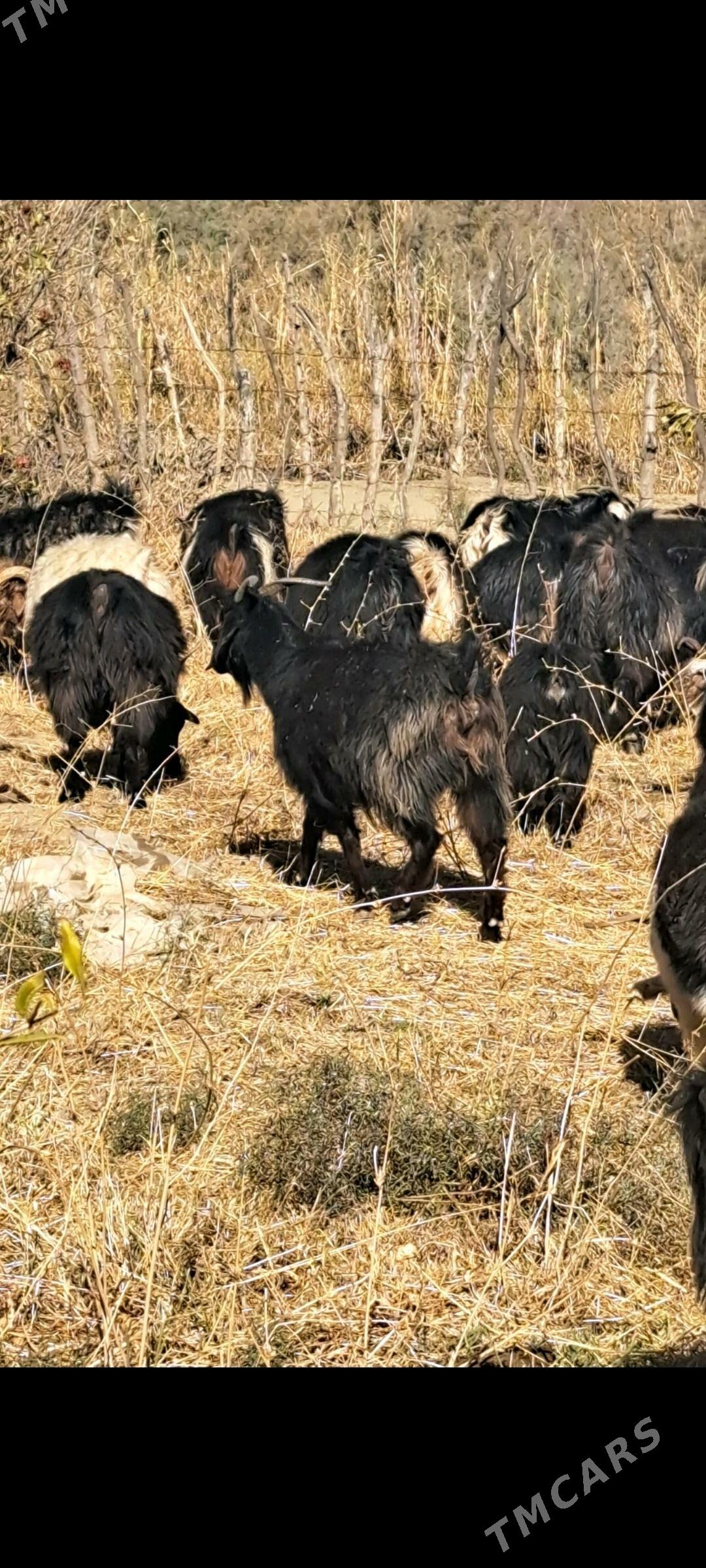 gysyr geci - Magtymguly - img 3