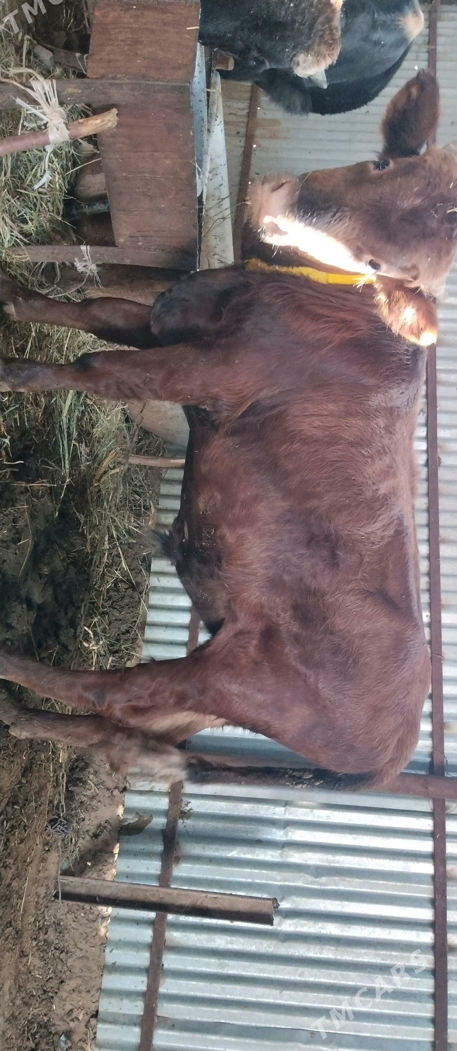 Öküzler 2 sany - Babadaýhan - img 3