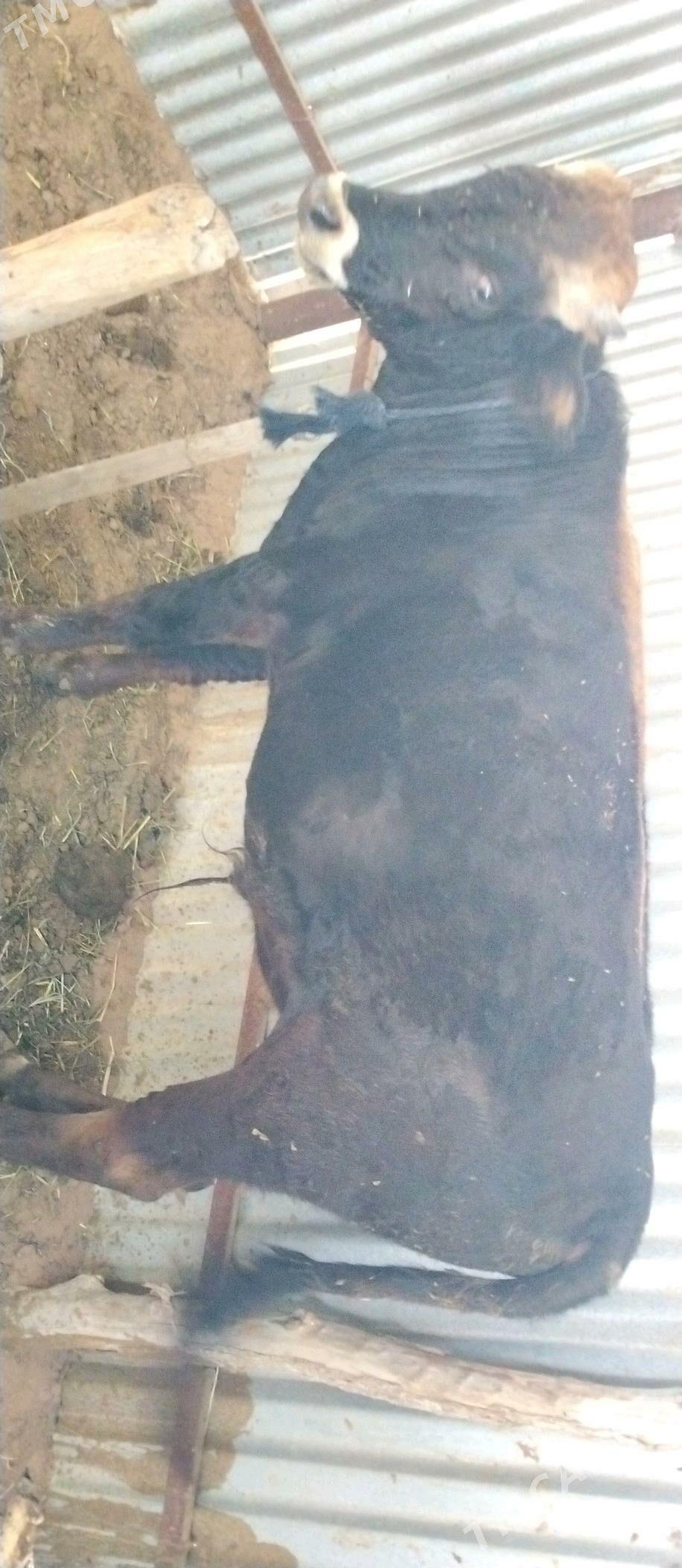 Öküzler 2 sany - Babadaýhan - img 7