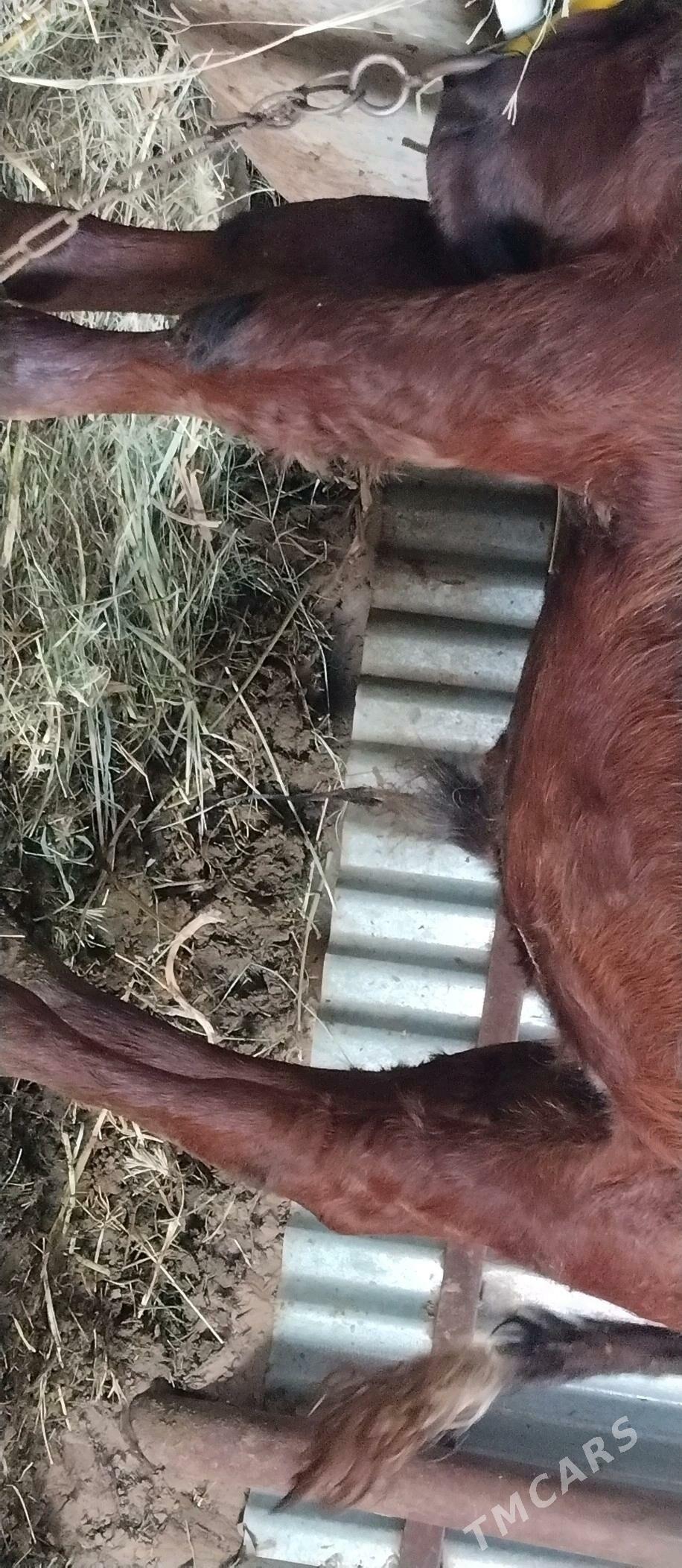 Öküzler 2 sany - Babadaýhan - img 4