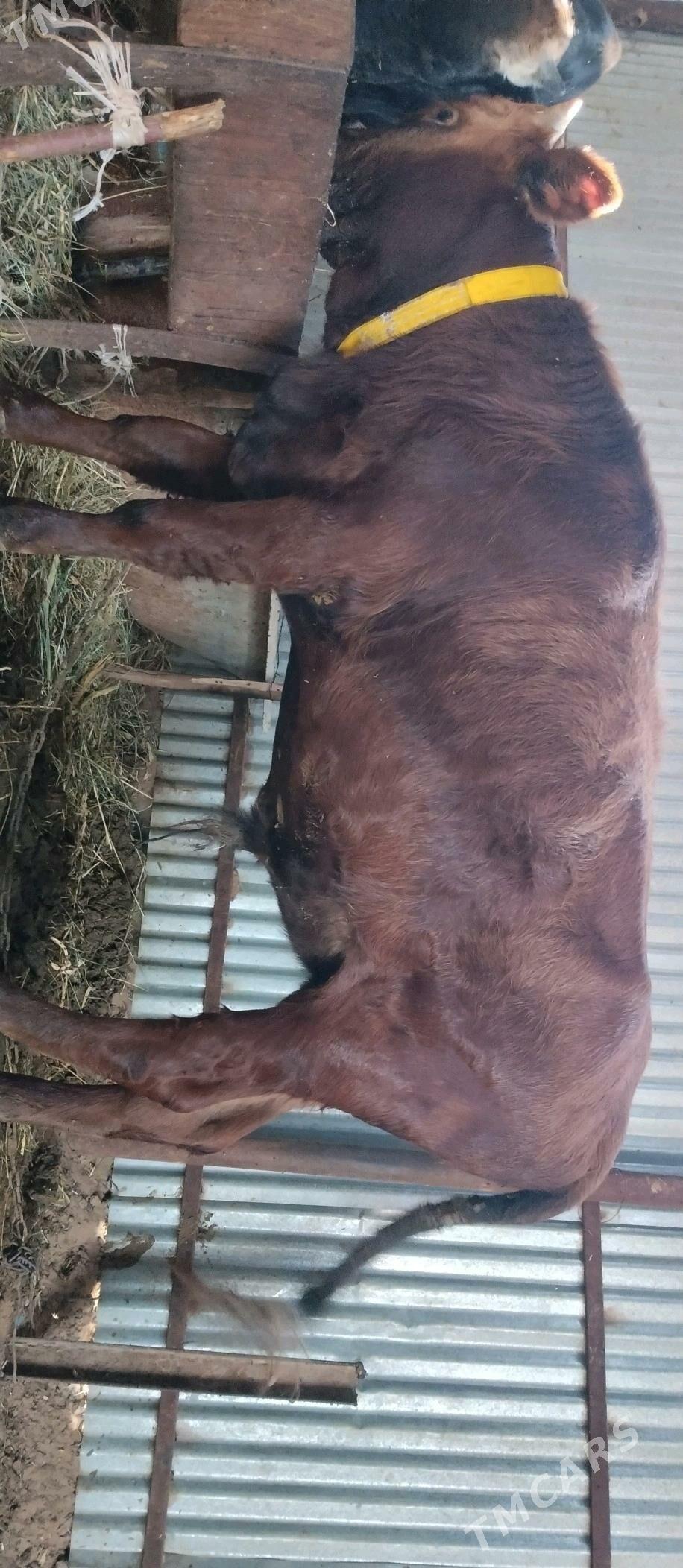 Öküzler 2 sany - Babadaýhan - img 2