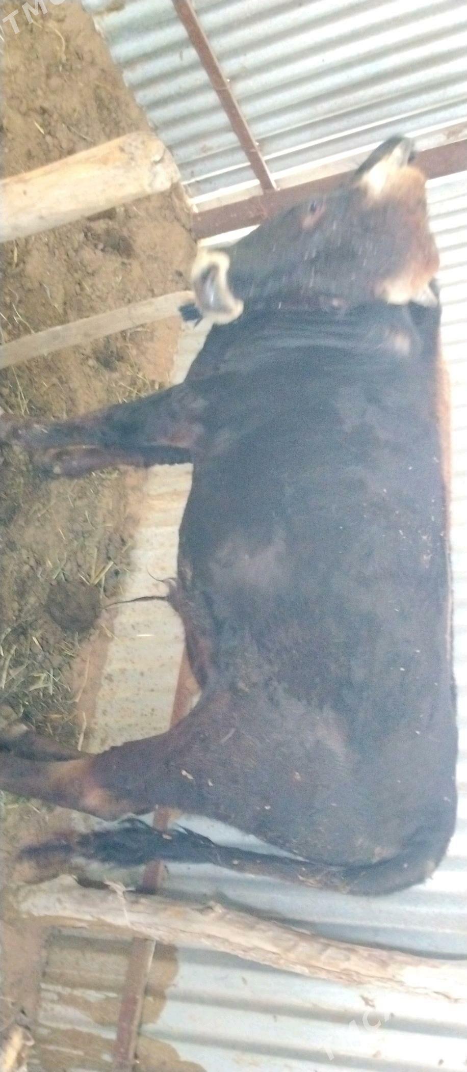 Öküzler 2 sany - Babadaýhan - img 6