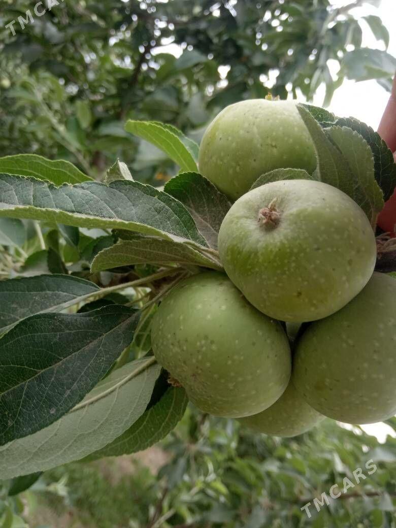 Oktyabrskiy alma - Wekilbazar - img 1