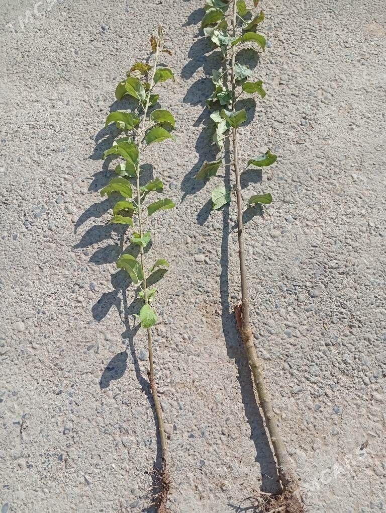 Oktyabrskiy alma - Wekilbazar - img 4