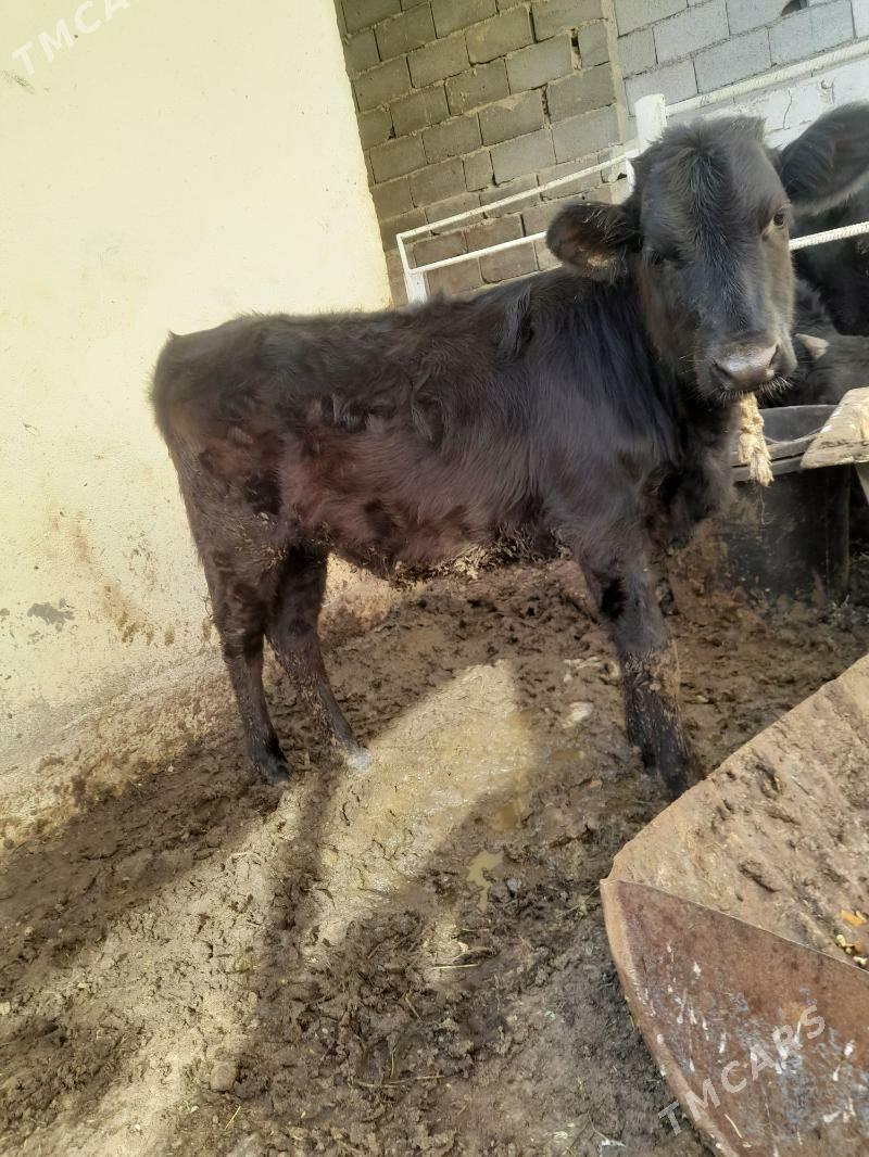 gole - Ашхабад - img 2