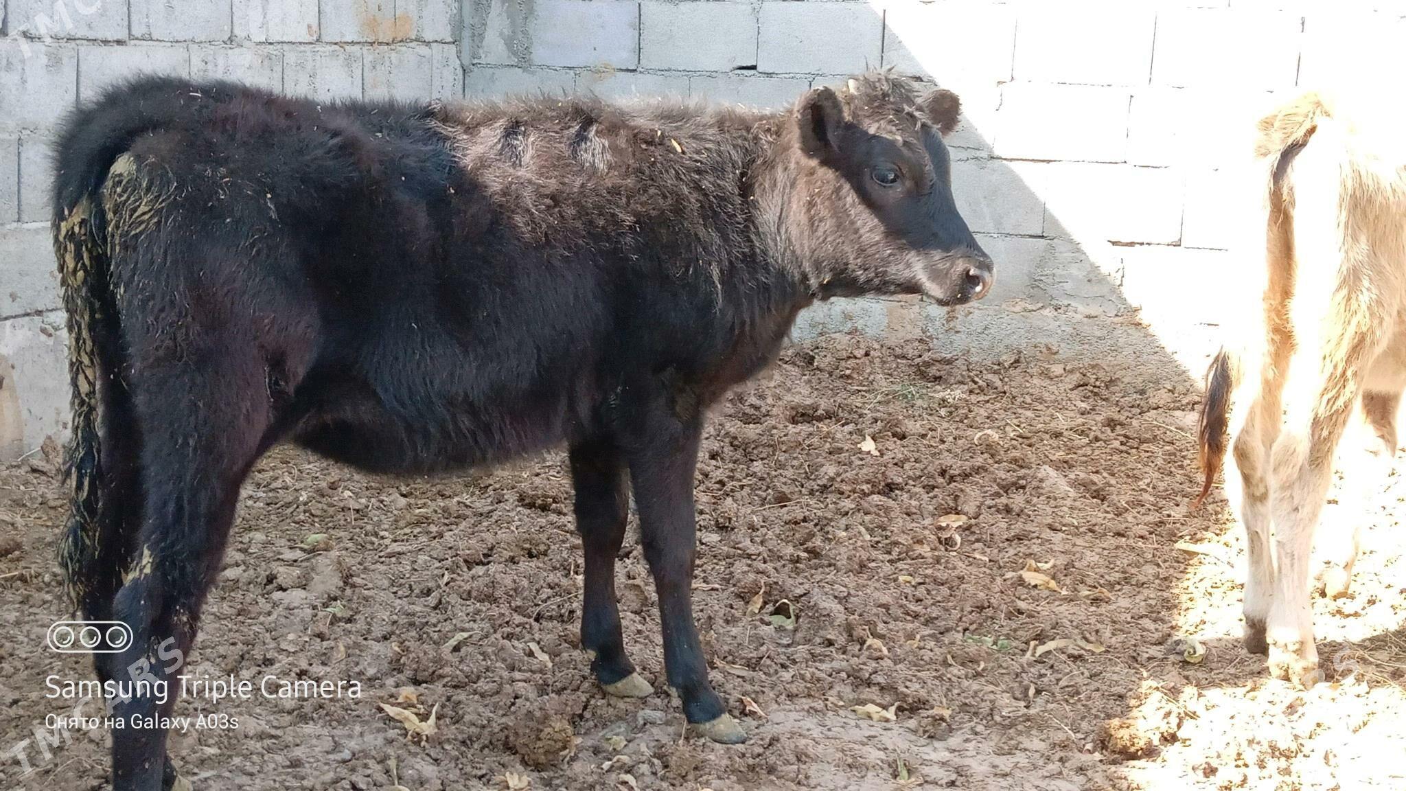 TUWE - Gökdepe - img 3