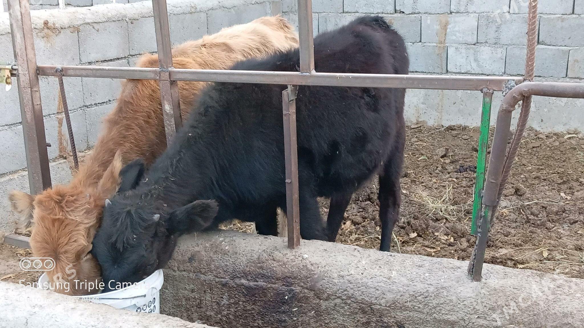 TUWE - Gökdepe - img 2