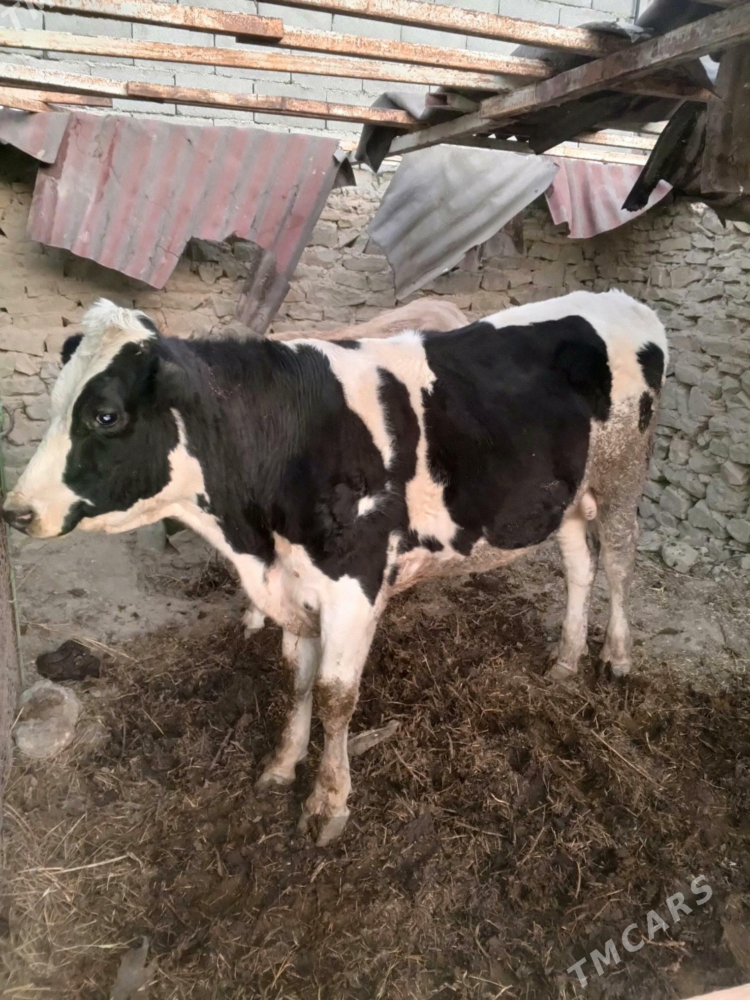 Golnşteyn öküz - Махтумкули - img 2