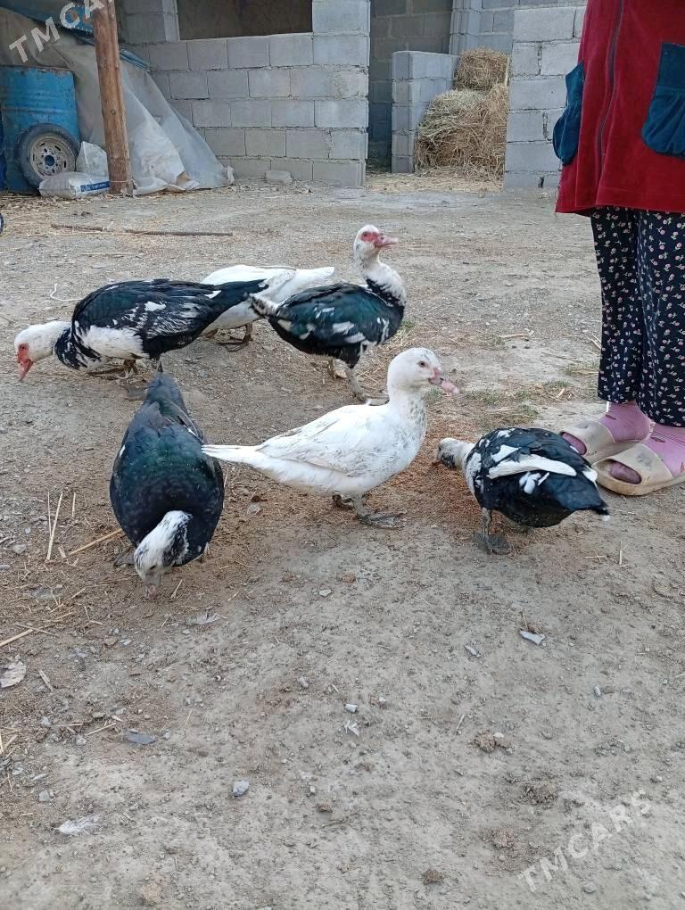 indawutka - Bäherden - img 4