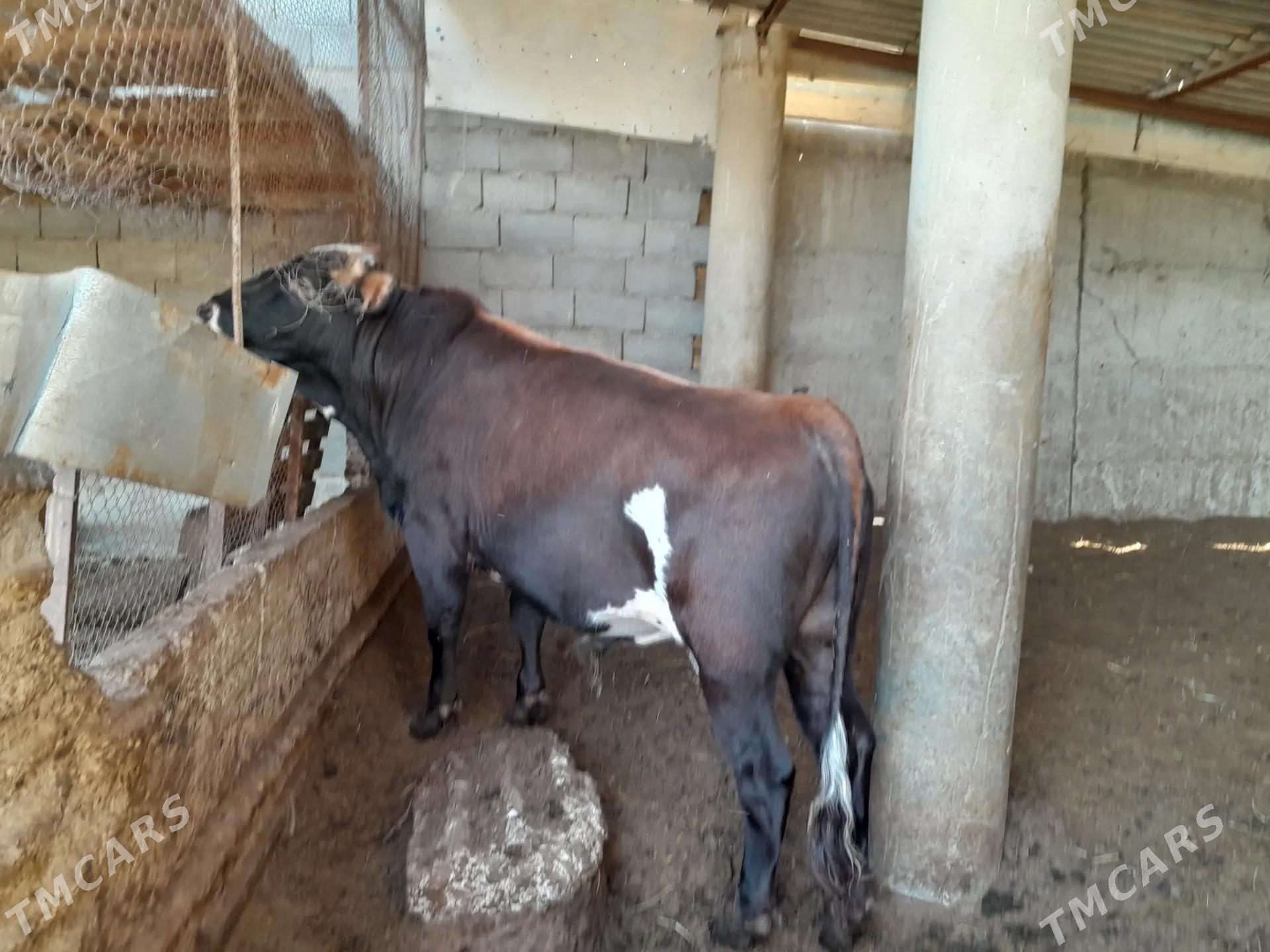 Baklan okuz - Гёкдепе - img 2