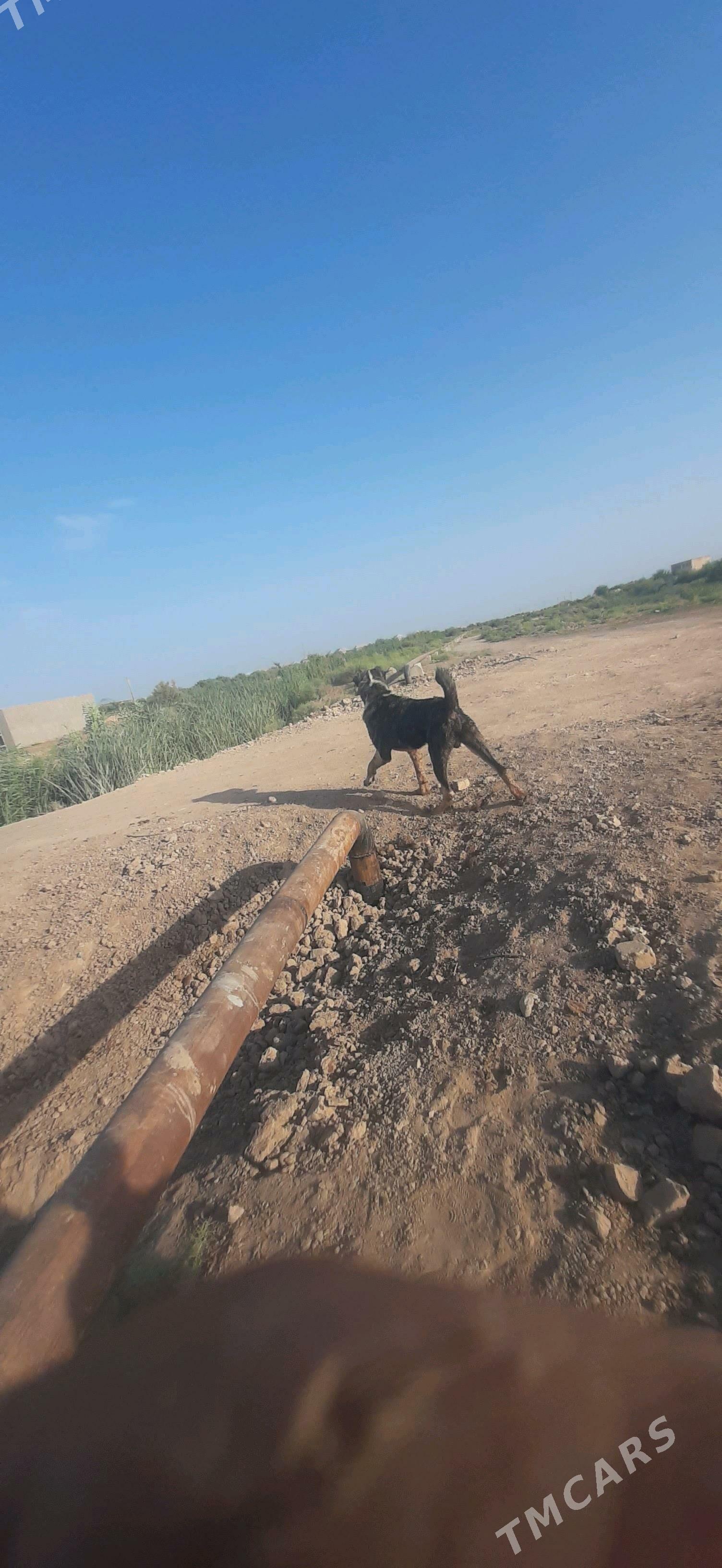 Gaplaň - Теджен - img 4