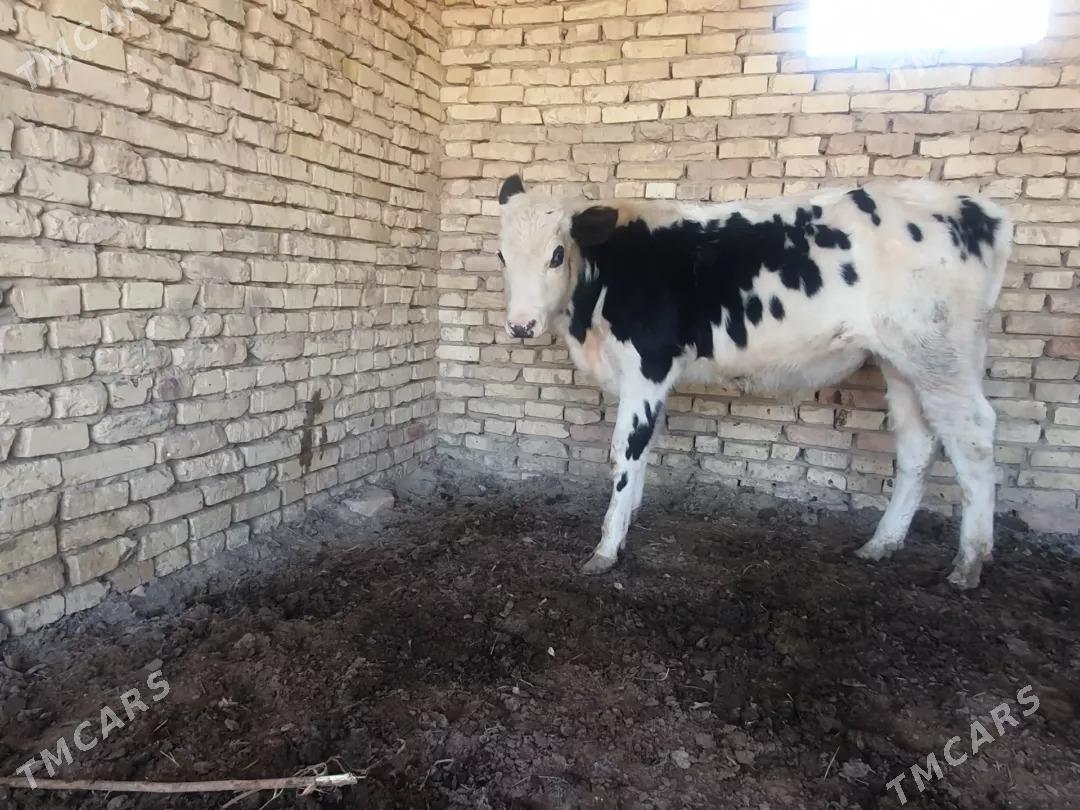 oküz - Wekilbazar - img 3