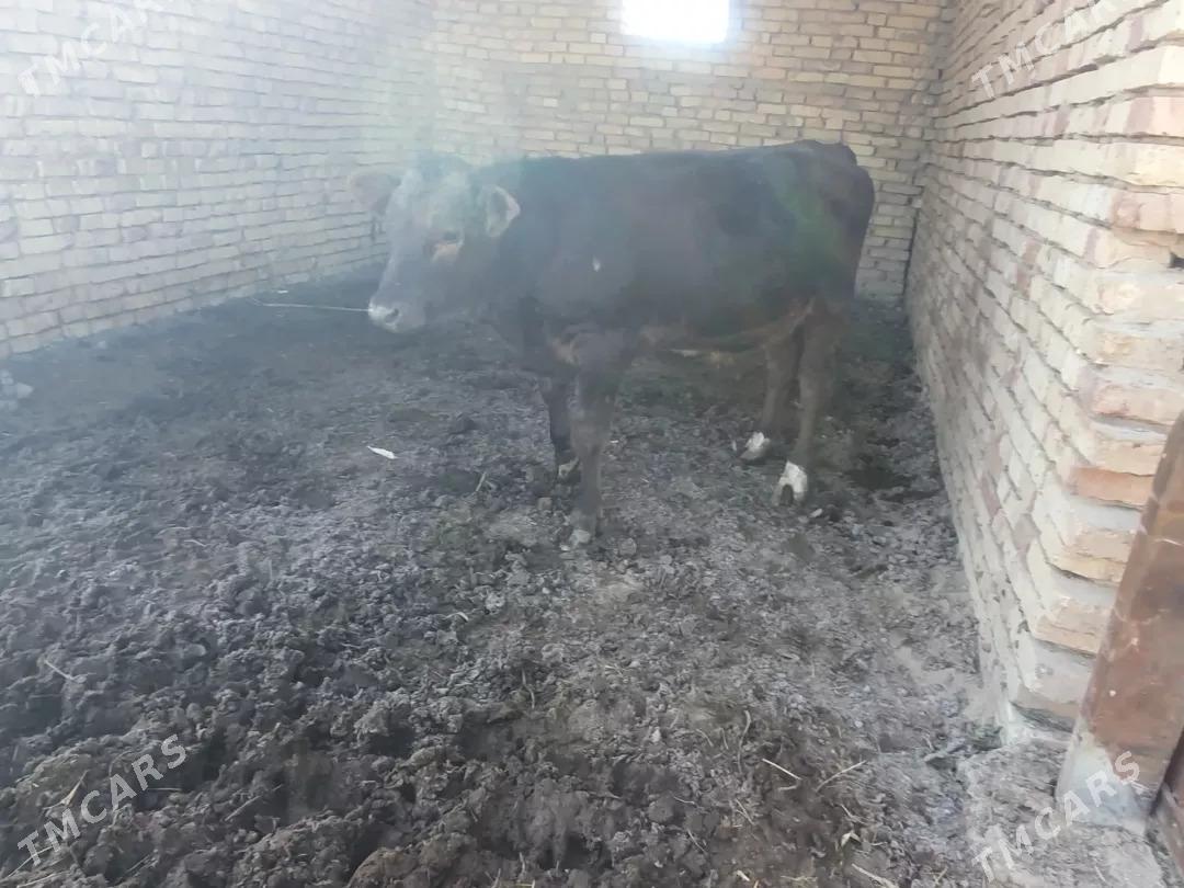 oküz - Wekilbazar - img 4