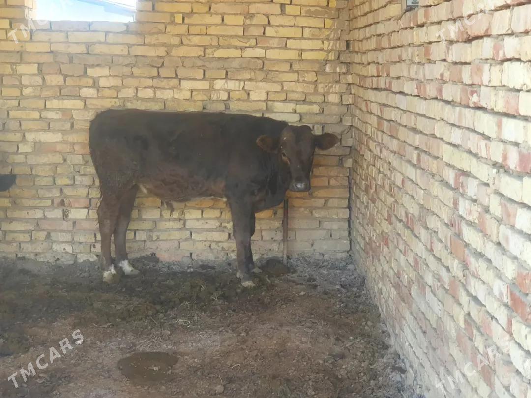 oküz - Wekilbazar - img 1