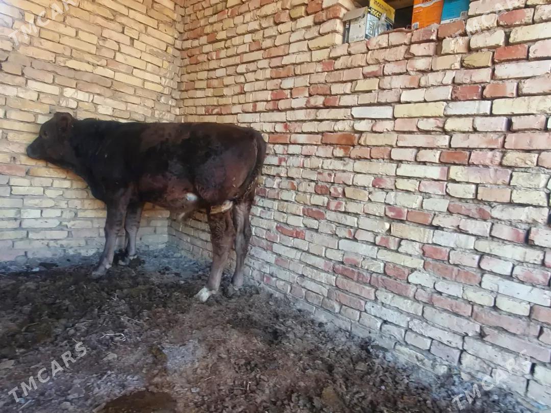 oküz - Wekilbazar - img 7