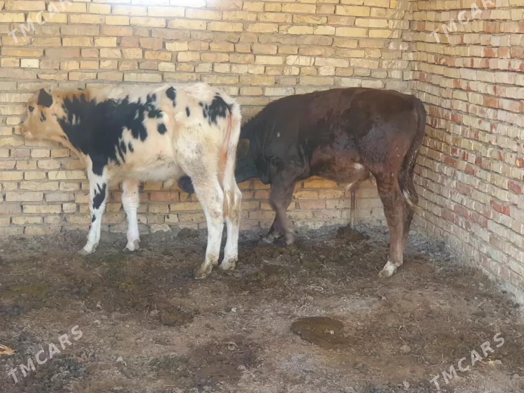 oküz - Wekilbazar - img 5