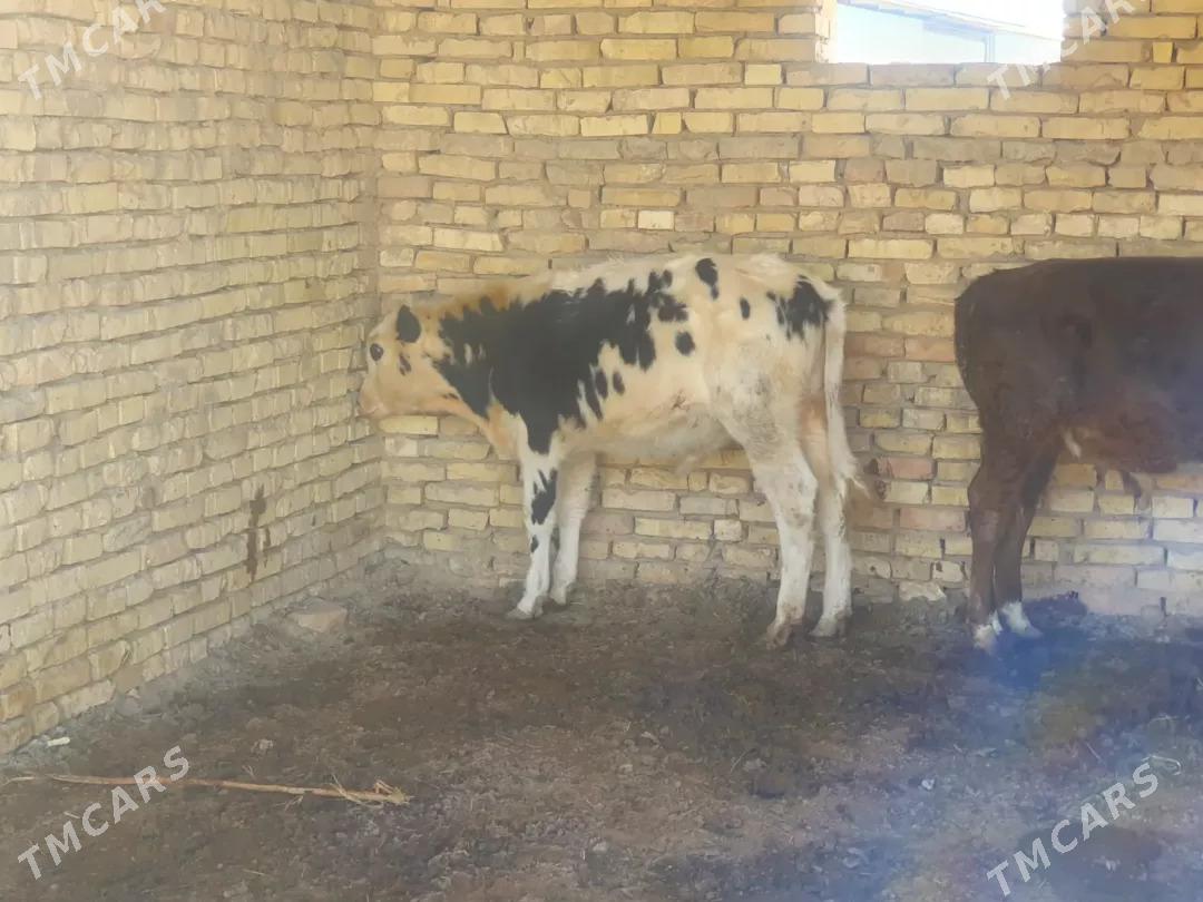 oküz - Wekilbazar - img 6