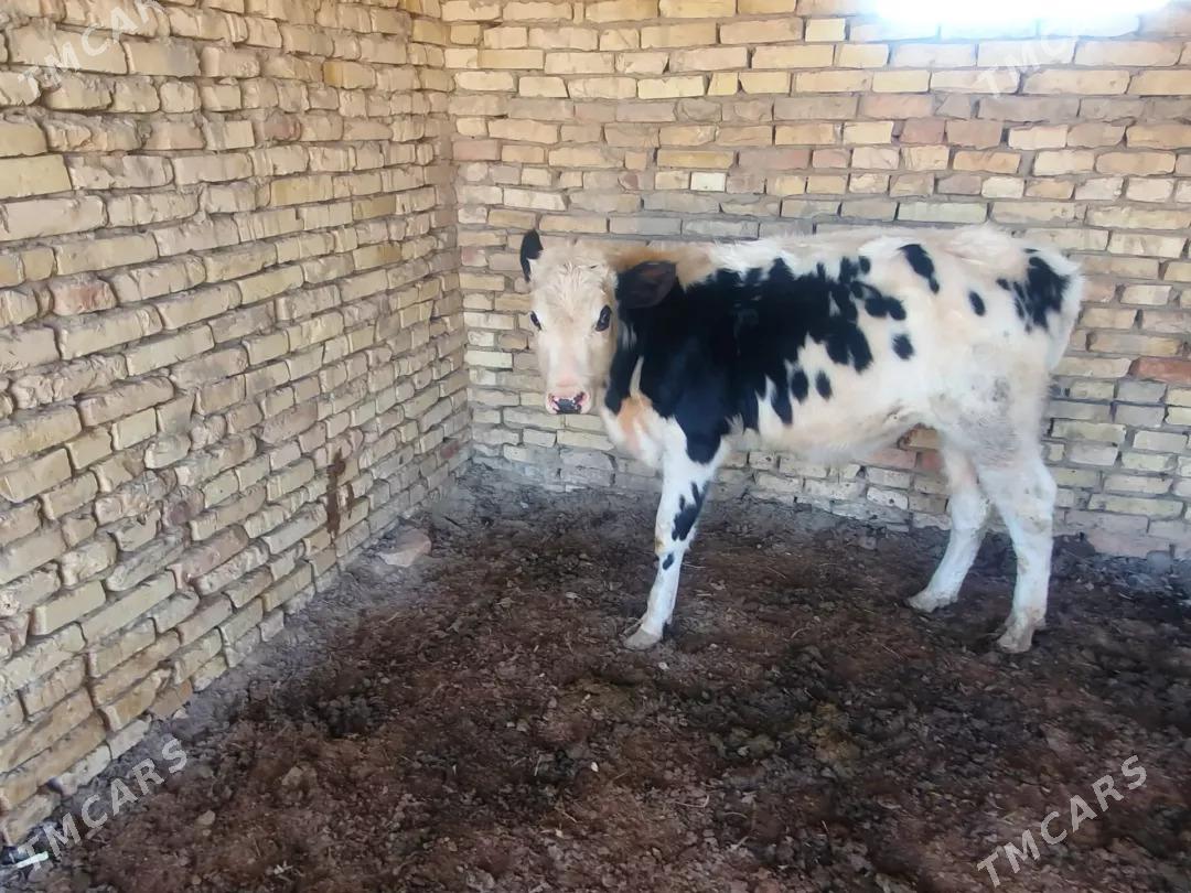 oküz - Wekilbazar - img 2