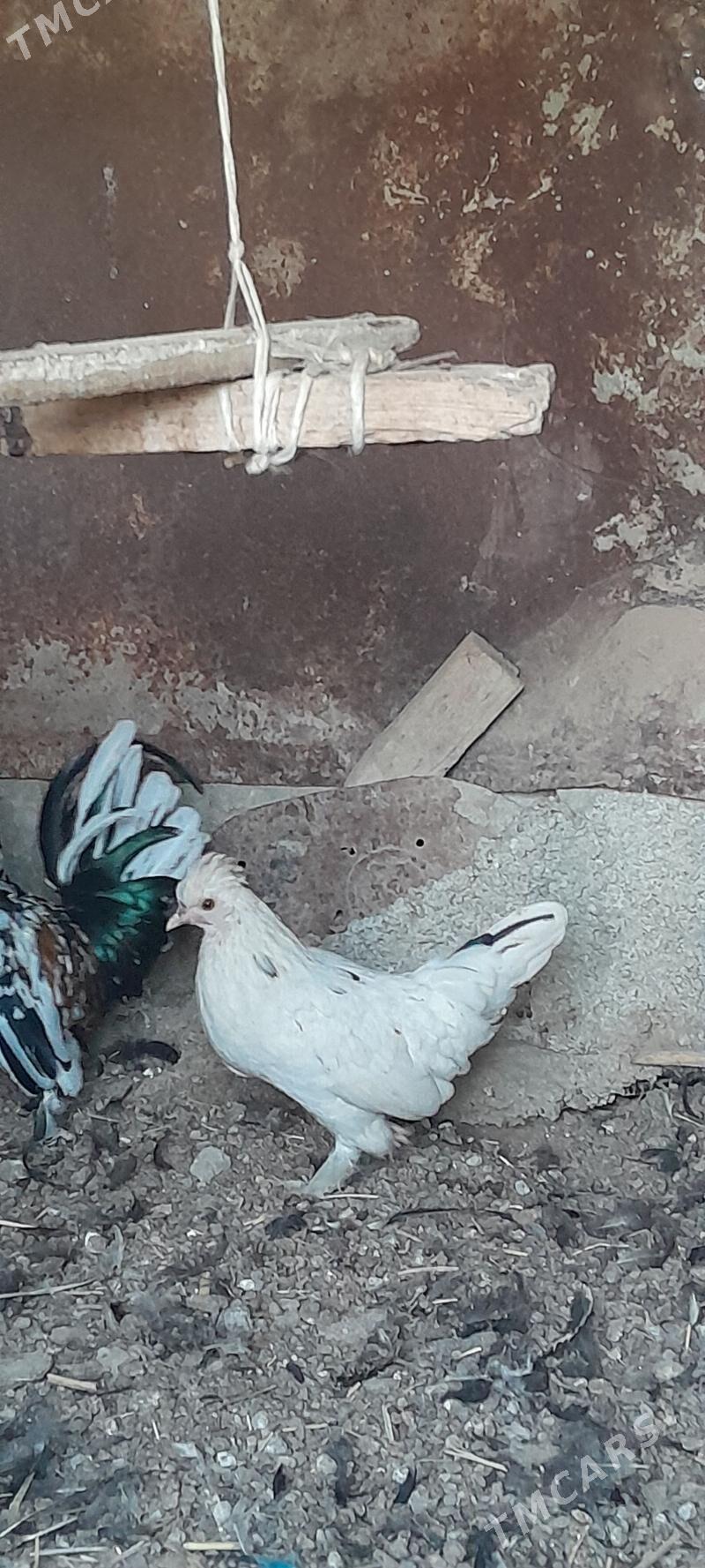 karlik maki towuk - Ашхабад - img 2