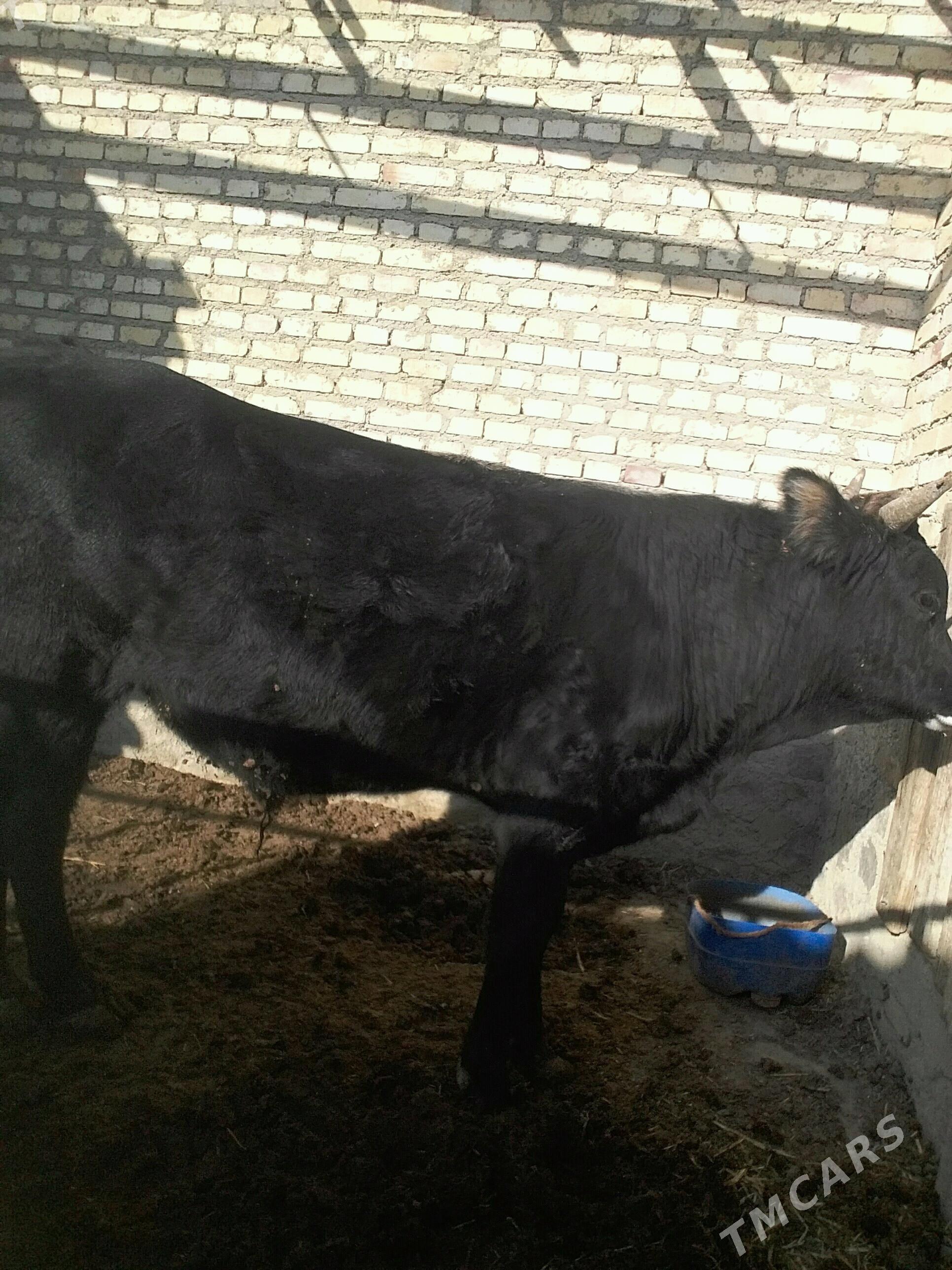 öküz - Берекет - img 1