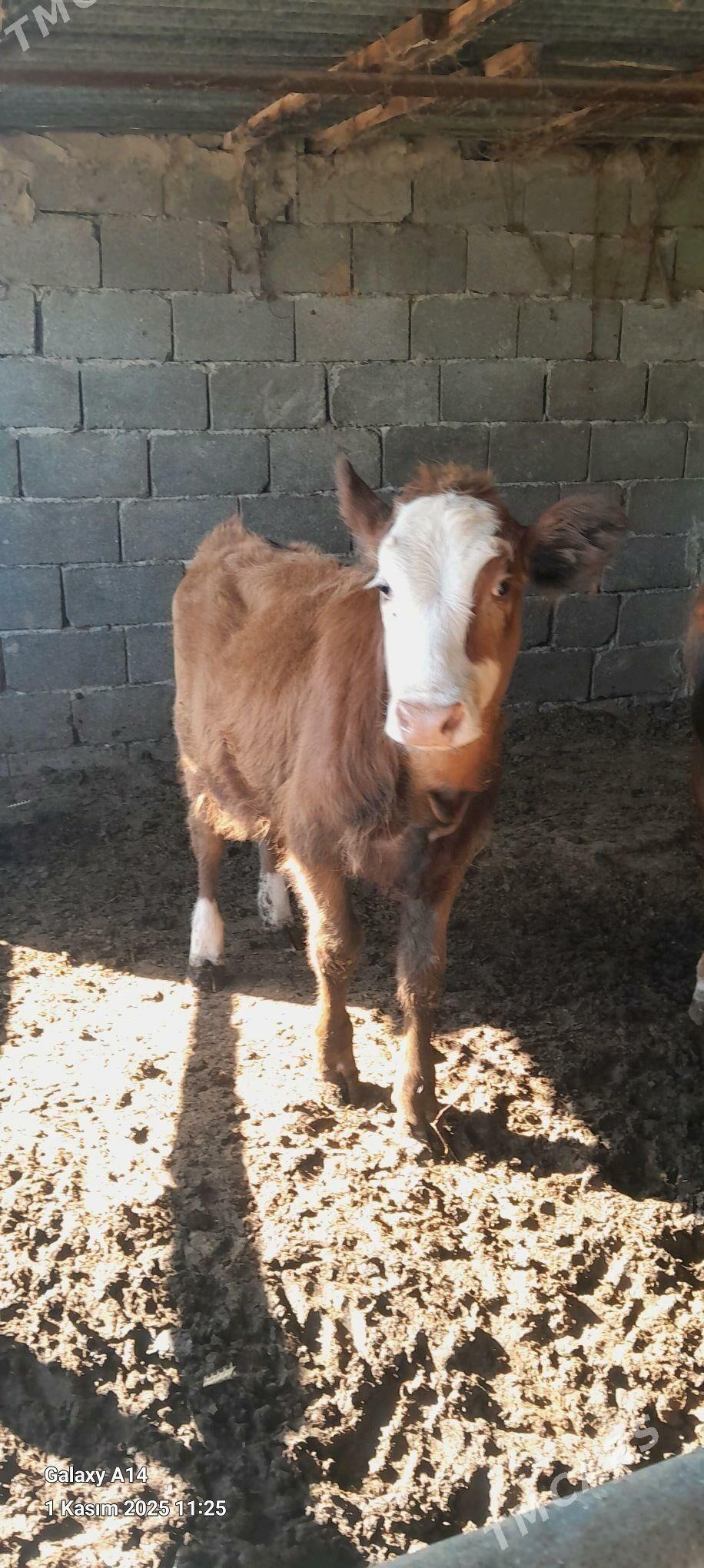 SIMENTAL TUWE - Bäherden - img 2