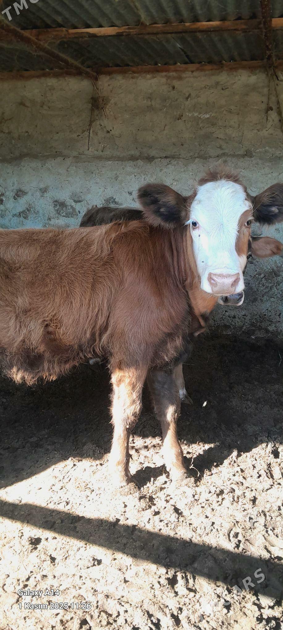 SIMENTAL TUWE - Bäherden - img 1