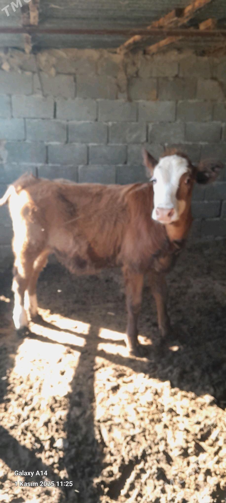 SIMENTAL TUWE - Bäherden - img 3