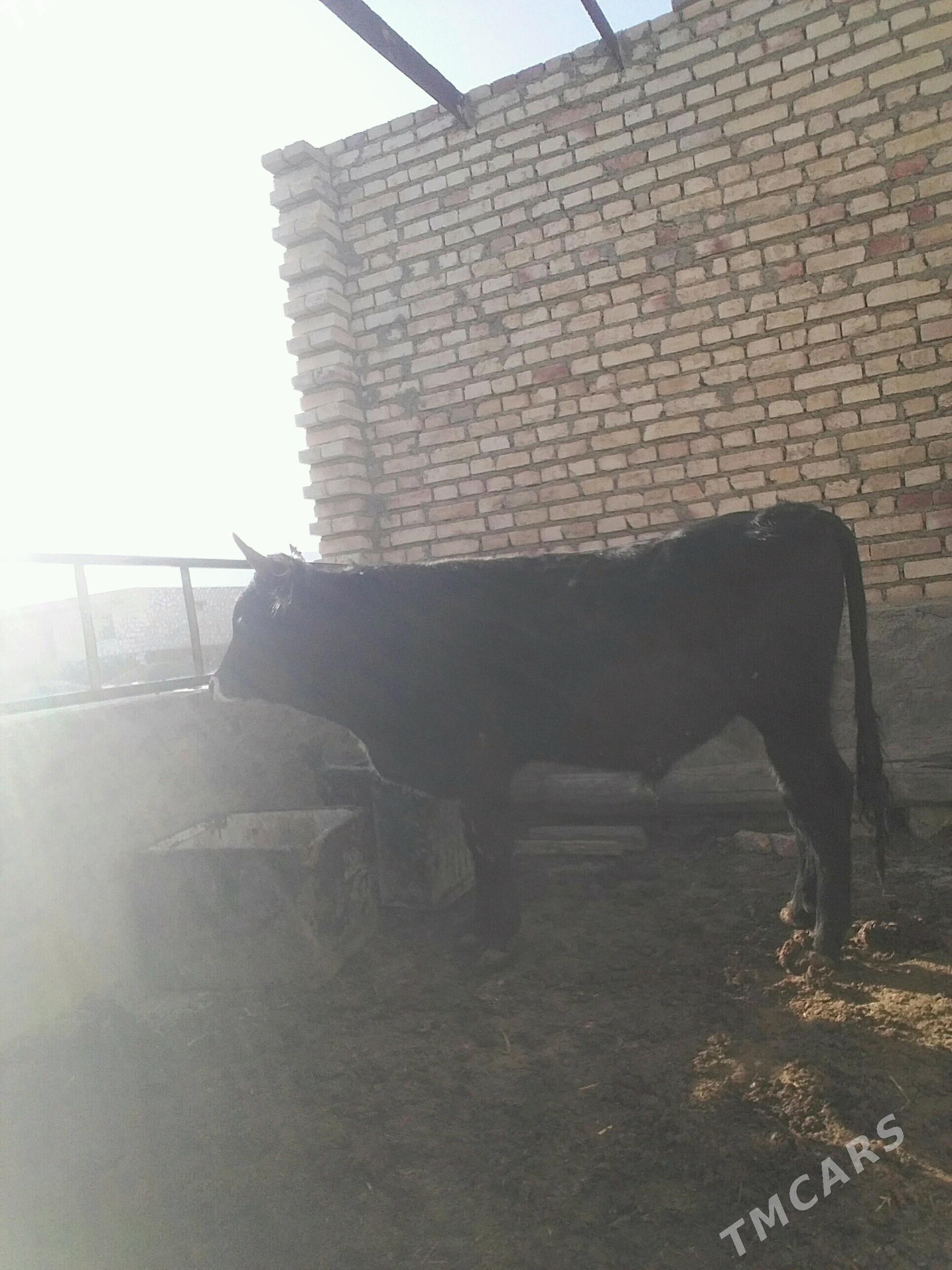 öküz - Берекет - img 2