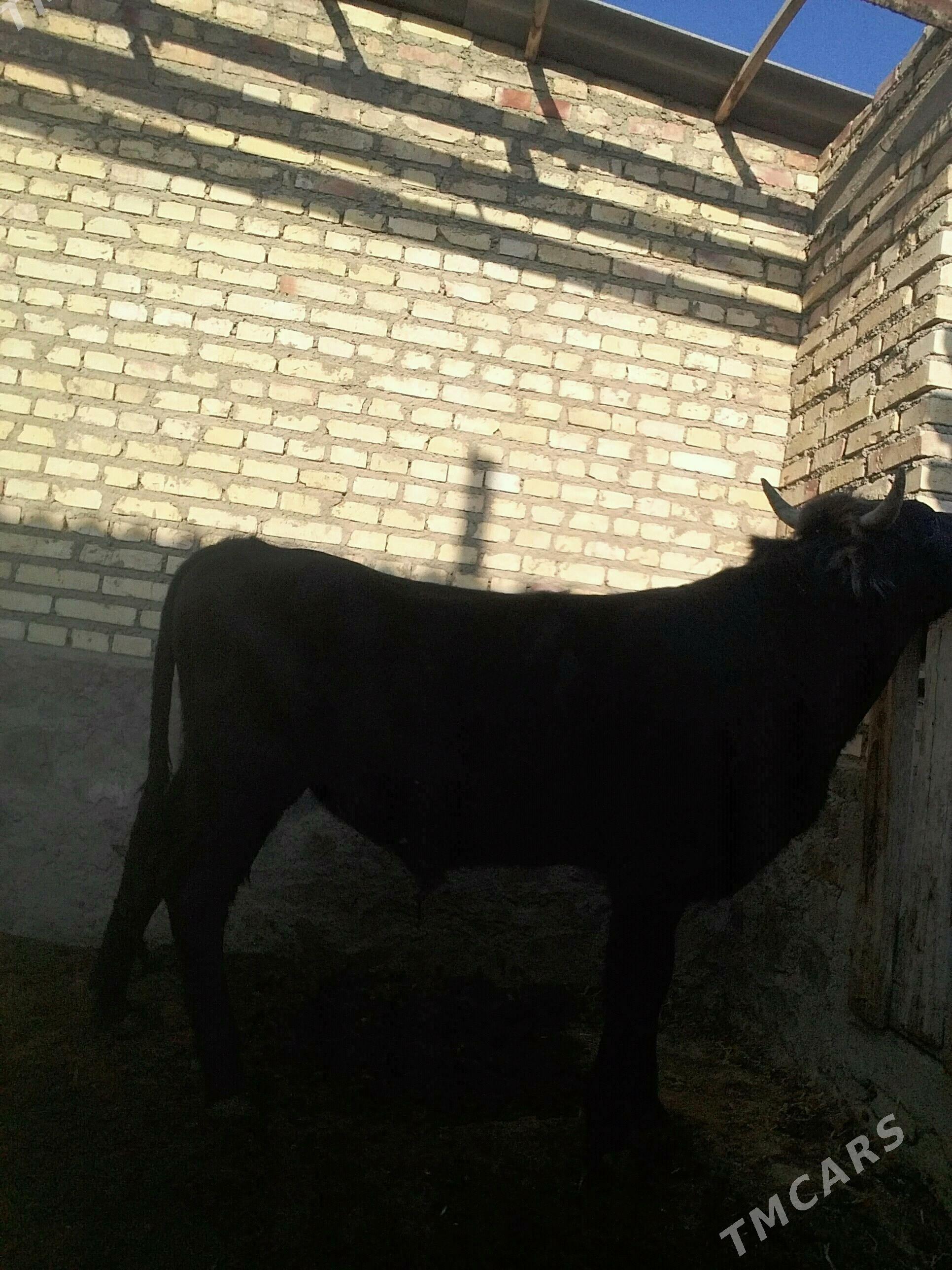 öküz - Берекет - img 3