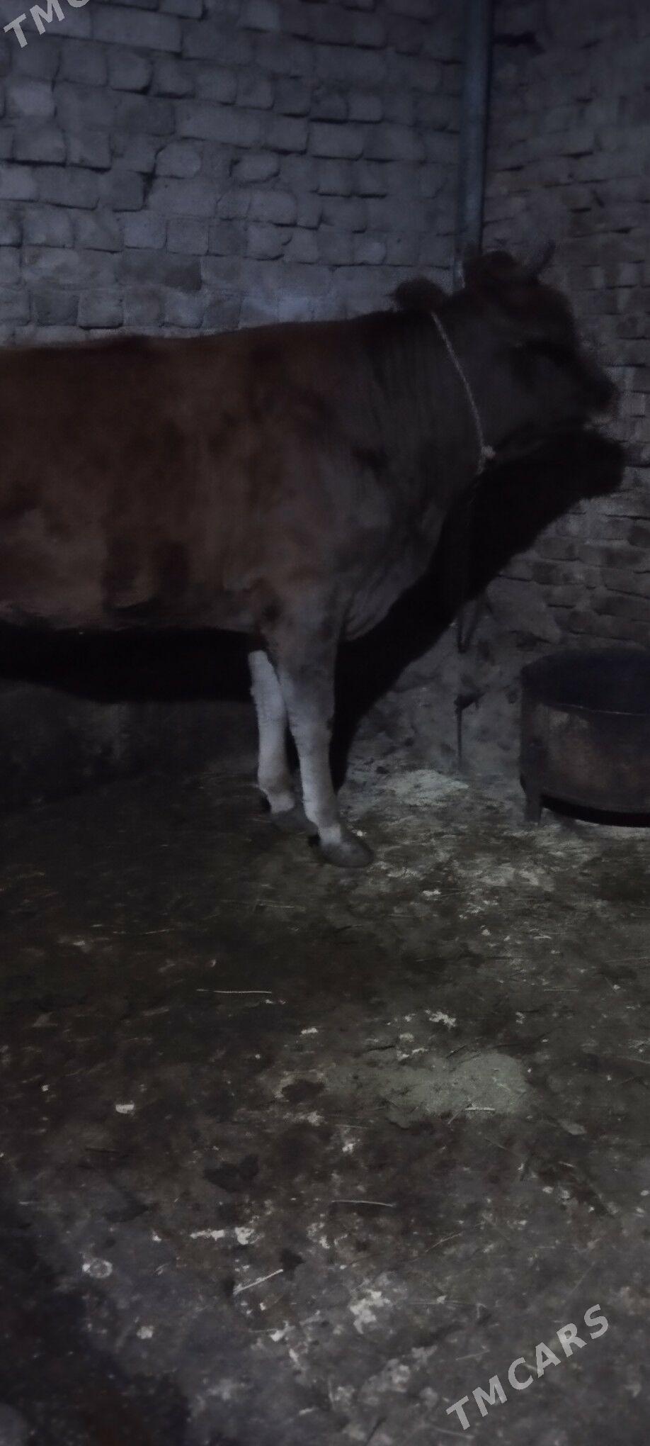 baklan tuve - Aşgabat - img 3