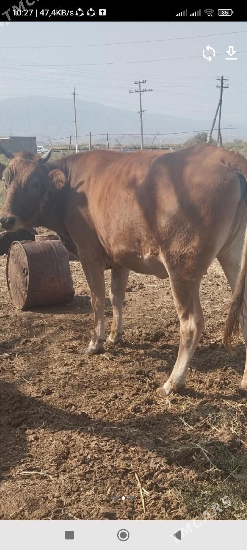 baklan tuve - Aşgabat - img 1