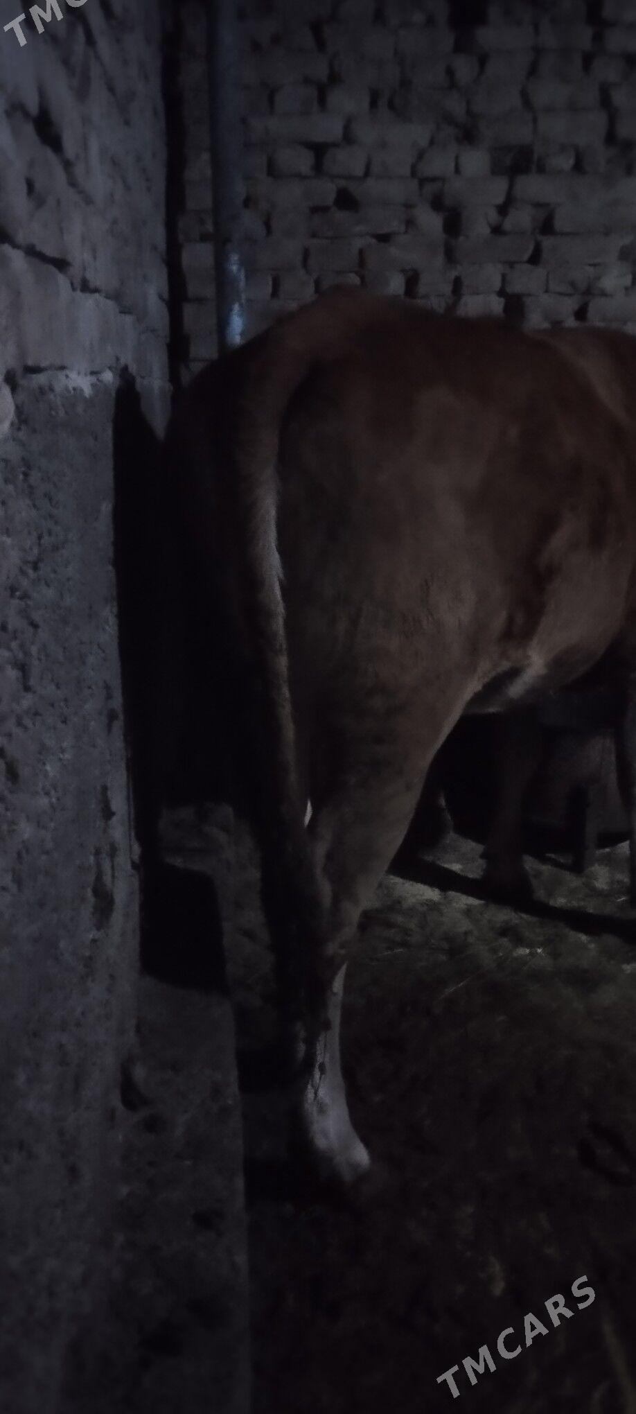 baklan tuve - Aşgabat - img 5