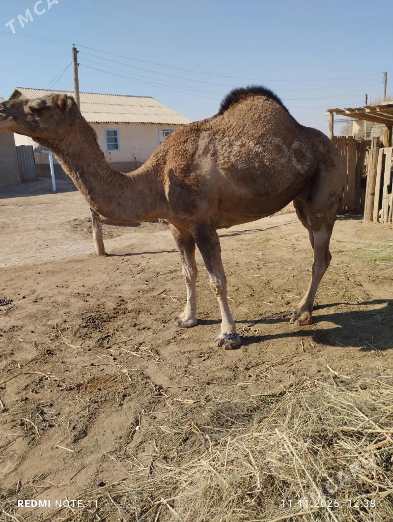 Düýe - Бабадайхан - img 1