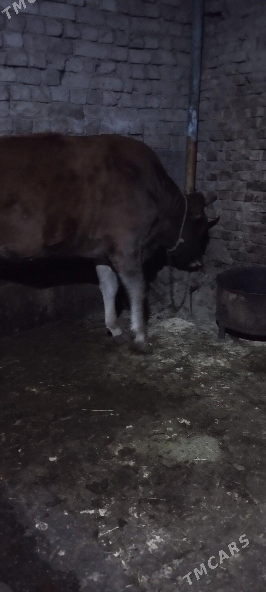 baklan tuve - Aşgabat - img 2