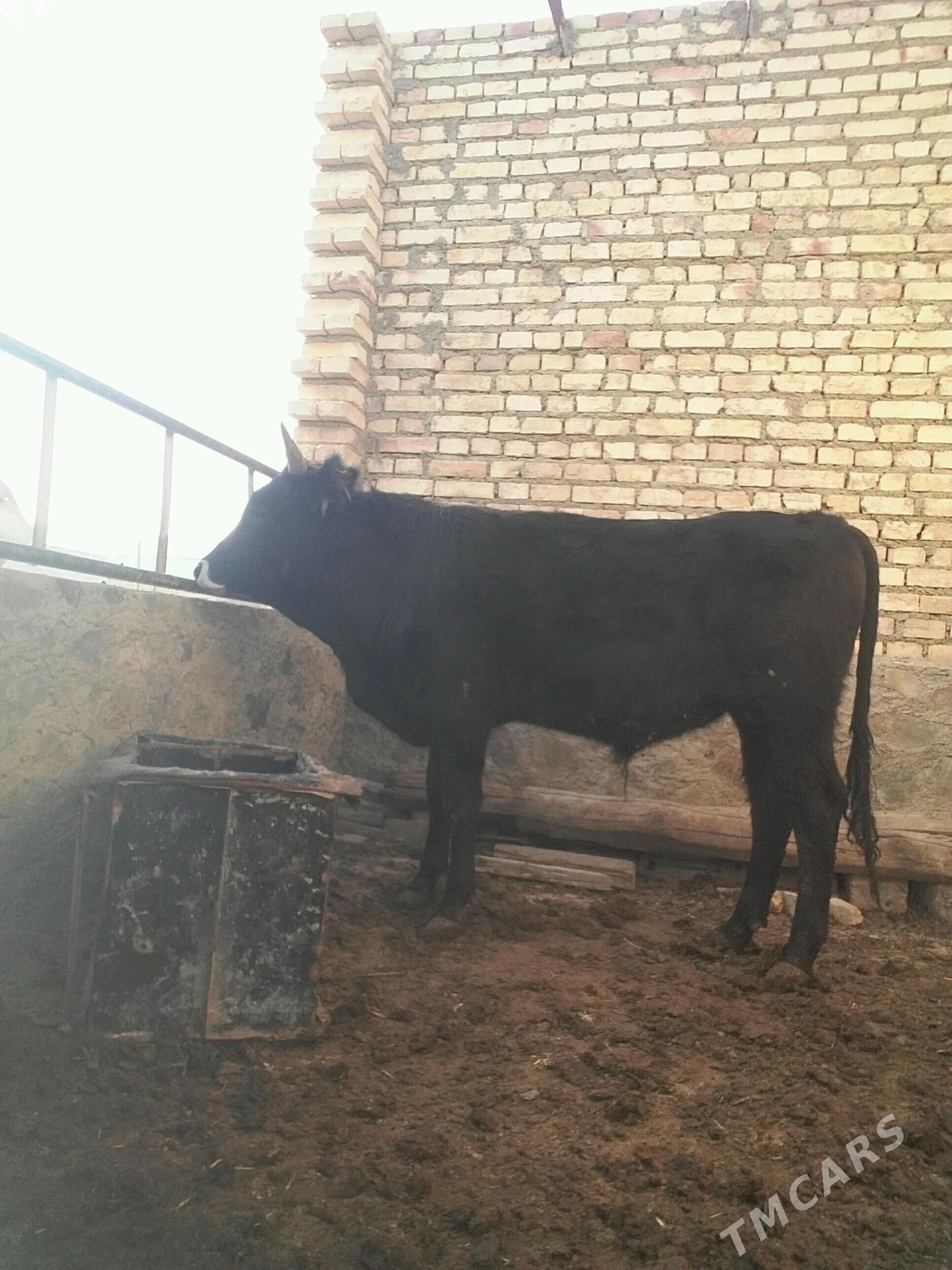 öküz - Берекет - img 4